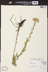 Solidago rigida image