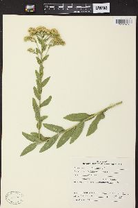 Solidago rigida image