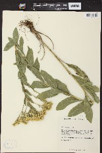 Solidago rigida image