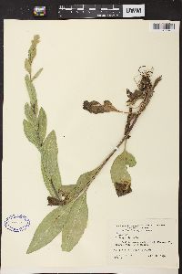 Solidago rigida image