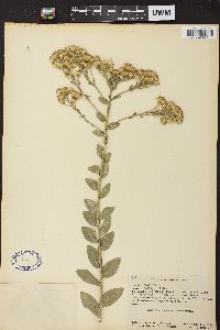 Solidago rigida image