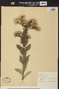 Solidago rigida image