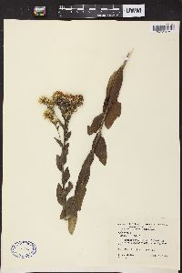 Solidago rigida image