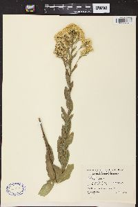 Solidago rigida image