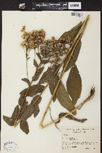 Solidago rigida image