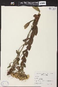 Solidago rigida image