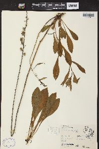 Solidago sciaphila image