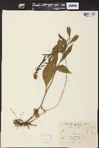 Solidago sciaphila image