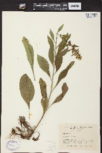 Solidago sciaphila image