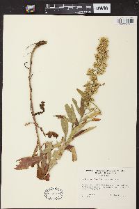 Solidago speciosa image