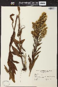 Solidago speciosa image