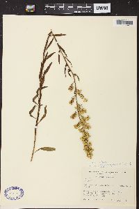 Solidago speciosa image