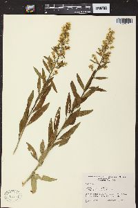 Solidago speciosa image