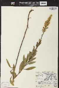 Solidago speciosa image