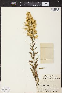 Solidago speciosa image