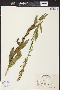 Solidago speciosa image