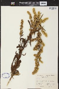 Solidago speciosa image