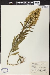 Solidago speciosa image