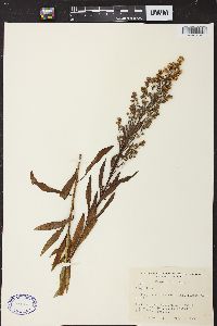 Solidago speciosa image