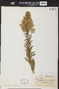 Solidago speciosa image