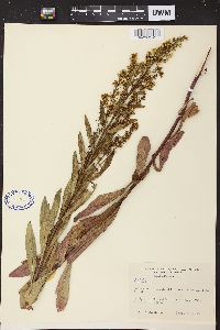 Solidago speciosa image