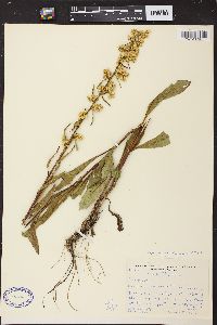 Solidago speciosa image