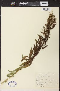 Solidago speciosa image