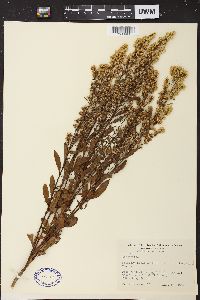 Solidago speciosa image