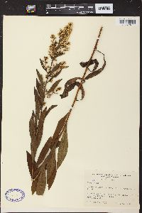 Solidago speciosa image