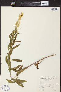 Solidago speciosa image