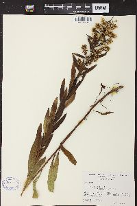 Solidago speciosa image