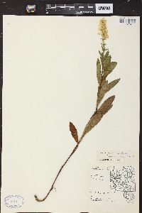 Solidago speciosa image