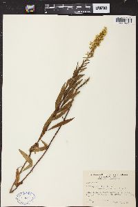 Solidago speciosa image