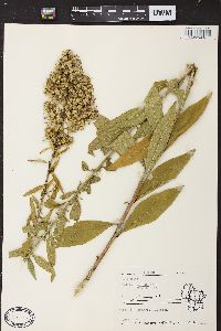 Solidago speciosa image