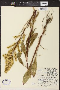 Solidago speciosa image