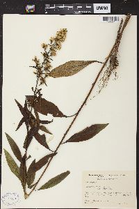 Solidago speciosa image