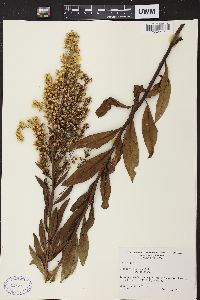 Solidago speciosa image