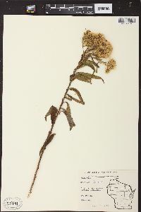 Solidago bicolor image