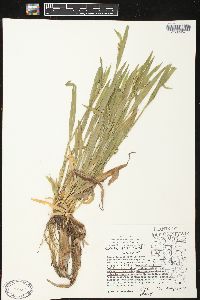 Carex albursina image