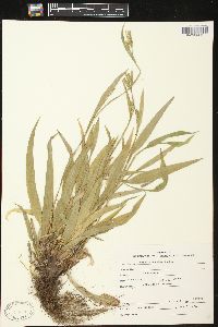 Carex albursina image