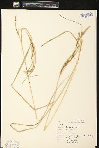 Carex aquatilis var. aquatilis image