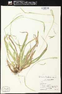 Carex arctata image