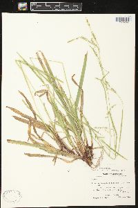 Carex arctata image