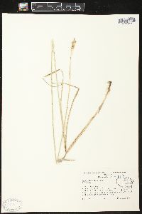 Carex bicknellii image