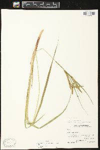 Carex gynandra image