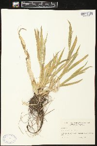 Carex conoidea image