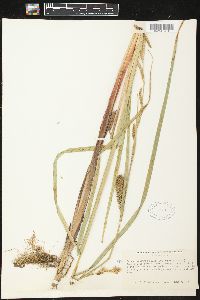 Carex lacustris image