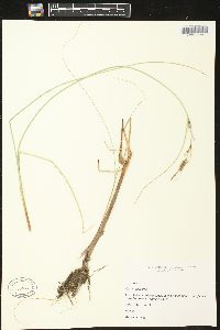 Carex lasiocarpa image