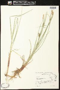 Carex lasiocarpa image
