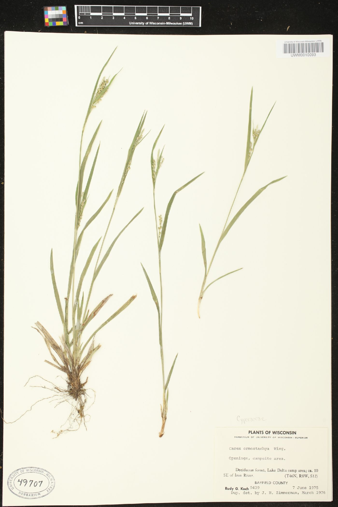 Carex ormostachya image